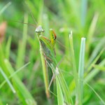 macro